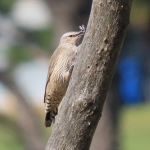 Climacteris picumnus victoriae at Booth, ACT - 9 May 2022