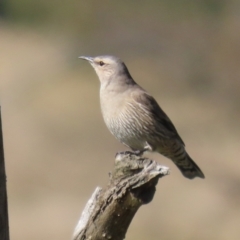 Climacteris picumnus victoriae at Booth, ACT - 9 May 2022