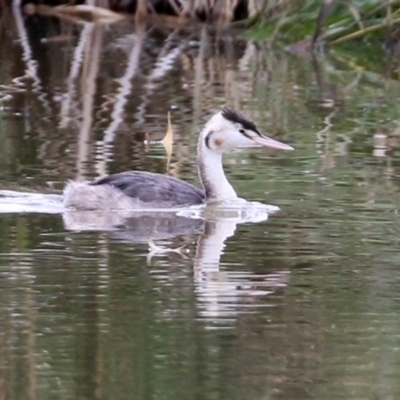 Podiceps cristatus (Great Crested Grebe) at Fyshwick, ACT - 10 May 2022 by RodDeb