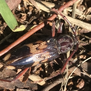 Phoracantha semipunctata at Phillip, ACT - 2 May 2022