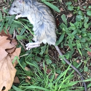 Rattus rattus at Garran, ACT - 1 May 2022 04:20 PM