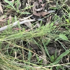 Asperula conferta at Garran, ACT - 30 Apr 2022