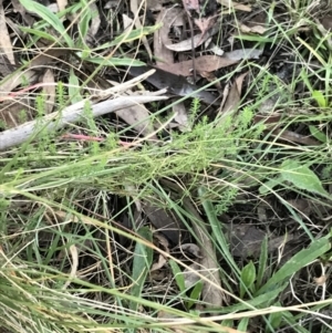 Asperula conferta at Garran, ACT - 30 Apr 2022