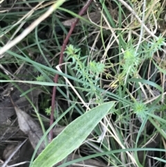 Asperula conferta at Garran, ACT - 30 Apr 2022