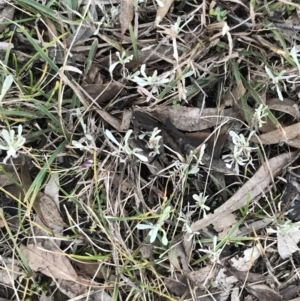 Chrysocephalum apiculatum at Garran, ACT - 30 Apr 2022