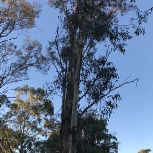 Eucalyptus melliodora at Garran, ACT - 30 Apr 2022