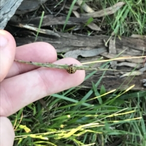 Bothriochloa macra at Garran, ACT - 30 Apr 2022