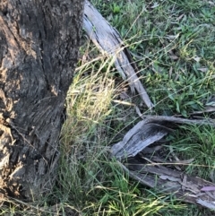 Bothriochloa macra at Garran, ACT - 30 Apr 2022