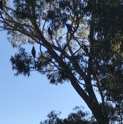 Callocephalon fimbriatum (Gang-gang Cockatoo) at Garran, ACT - 30 Apr 2022 by Tapirlord