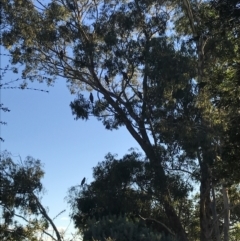 Callocephalon fimbriatum at Garran, ACT - suppressed