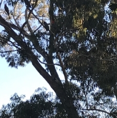 Callocephalon fimbriatum at Garran, ACT - suppressed