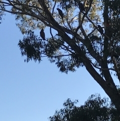 Callocephalon fimbriatum at Garran, ACT - suppressed