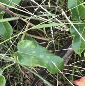 Araujia sericifera at Garran, ACT - 30 Apr 2022