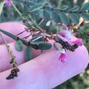 Indigofera adesmiifolia at Garran, ACT - 30 Apr 2022 04:18 PM