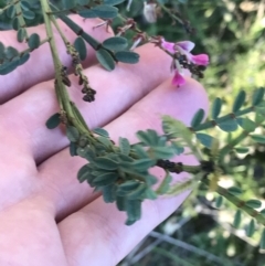 Indigofera adesmiifolia at Garran, ACT - 30 Apr 2022 04:18 PM