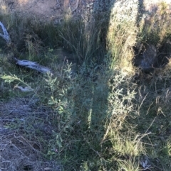 Indigofera adesmiifolia at Garran, ACT - 30 Apr 2022 04:18 PM