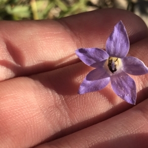 Wahlenbergia luteola at Garran, ACT - 30 Apr 2022