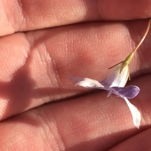 Wahlenbergia luteola at Garran, ACT - 30 Apr 2022