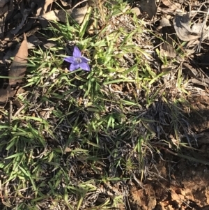 Wahlenbergia luteola at Garran, ACT - 30 Apr 2022