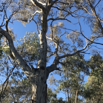 Eucalyptus melliodora (Yellow Box) at Red Hill, ACT - 30 Apr 2022 by Tapirlord