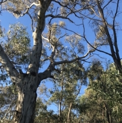 Eucalyptus melliodora at Red Hill, ACT - 30 Apr 2022 04:05 PM