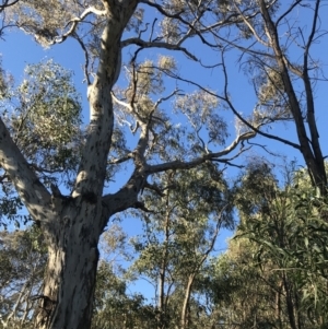 Eucalyptus melliodora at Red Hill, ACT - 30 Apr 2022 04:05 PM