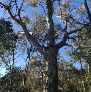 Eucalyptus melliodora at Red Hill, ACT - 30 Apr 2022 04:05 PM