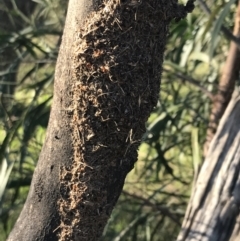 Papyrius sp. (genus) (A Coconut Ant) at Red Hill, ACT - 30 Apr 2022 by Tapirlord