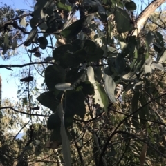 Eucalyptus bridgesiana at Red Hill, ACT - 30 Apr 2022