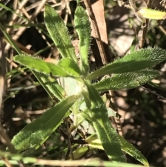 Wahlenbergia stricta subsp. stricta at Red Hill, ACT - 30 Apr 2022 03:50 PM