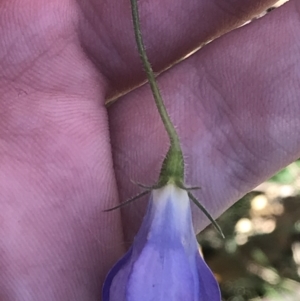 Wahlenbergia stricta subsp. stricta at Red Hill, ACT - 30 Apr 2022