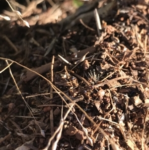 Papyrius sp. (genus) at Red Hill, ACT - 30 Apr 2022