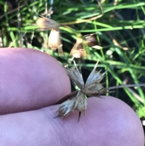 Juncus homalocaulis at Red Hill, ACT - 30 Apr 2022