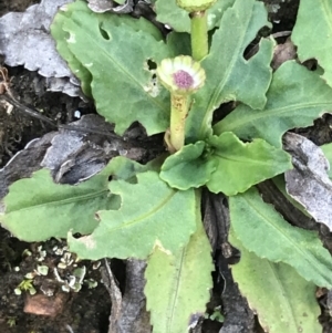 Solenogyne dominii at Hughes, ACT - 30 Apr 2022