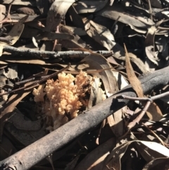 Ramaria sp. at Hughes, ACT - 30 Apr 2022 03:07 PM