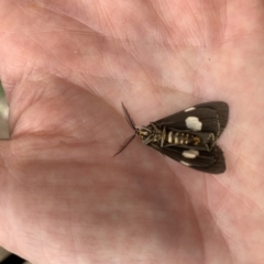 Nyctemera amicus at Weston, ACT - 11 May 2022 11:10 AM