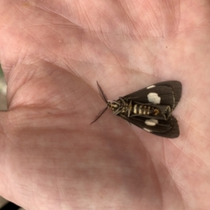 Nyctemera amicus at Weston, ACT - 11 May 2022 11:10 AM