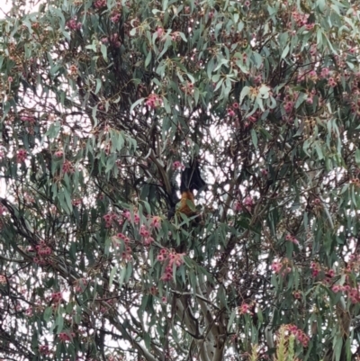 Pteropus poliocephalus (Grey-headed Flying-fox) at Kaleen, ACT - 11 May 2022 by pixelnips