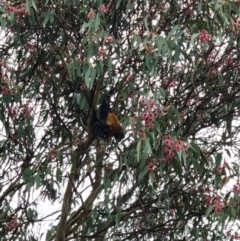 Pteropus poliocephalus at Kaleen, ACT - 11 May 2022