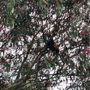 Pteropus poliocephalus at Kaleen, ACT - 11 May 2022