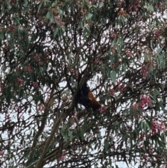 Pteropus poliocephalus at Kaleen, ACT - 11 May 2022