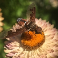 Bombyliidae (family) (Unidentified Bee fly) at Acton, ACT - 3 Feb 2019 by PeterA