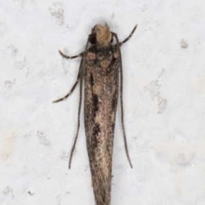 Tinea pallescentella at Melba, ACT - 29 Apr 2022