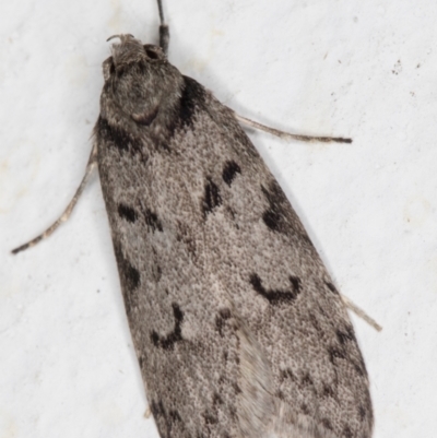 Philobota philostaura (A Concealer moth (Philobota group)) at Melba, ACT - 29 Apr 2022 by kasiaaus