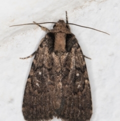 Proteuxoa provisional species 2 (A Noctuid moth) at Melba, ACT - 29 Apr 2022 by kasiaaus