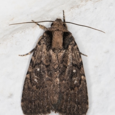 Proteuxoa provisional species 2 (A Noctuid moth) at Melba, ACT - 29 Apr 2022 by kasiaaus