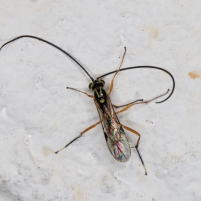 Unidentified Parasitic wasp (numerous families) at Melba, ACT - 29 Apr 2022 by kasiaaus