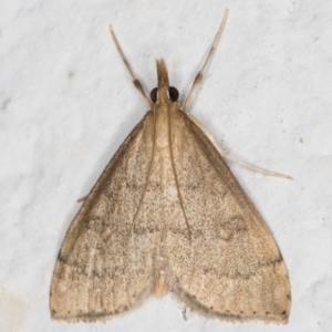 Metasia (genus) at Melba, ACT - 29 Apr 2022 11:20 PM