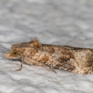 Lobesia (genus) at Melba, ACT - 29 Apr 2022 11:21 PM