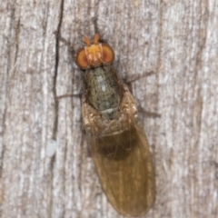 Sapromyza sp. (genus) (A lauxaniid fly) at Melba, ACT - 30 Apr 2022 by kasiaaus